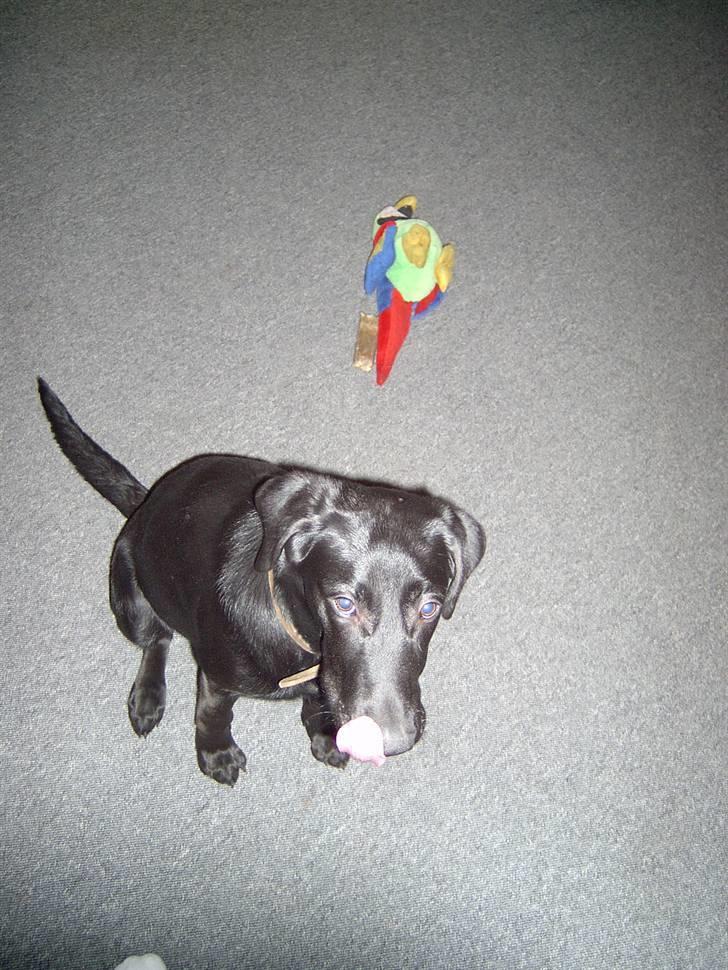 Blanding af racer Mille billede 9