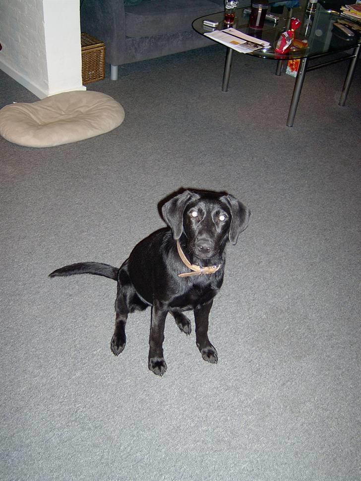 Blanding af racer Mille billede 10