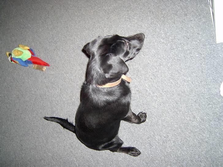 Blanding af racer Mille billede 11