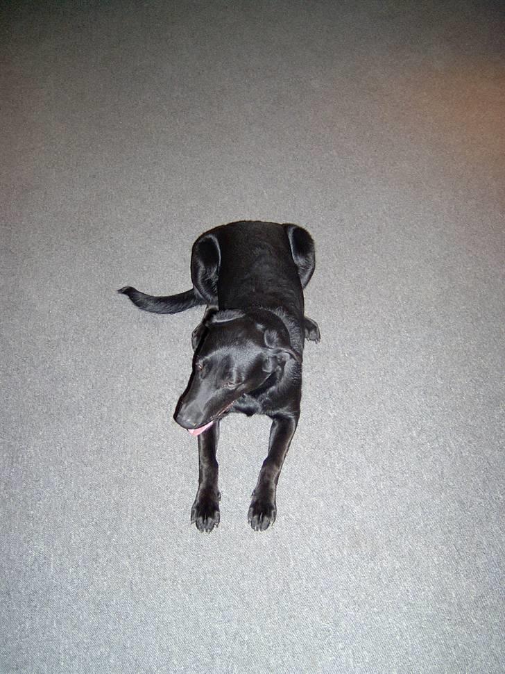 Blanding af racer Mille billede 12