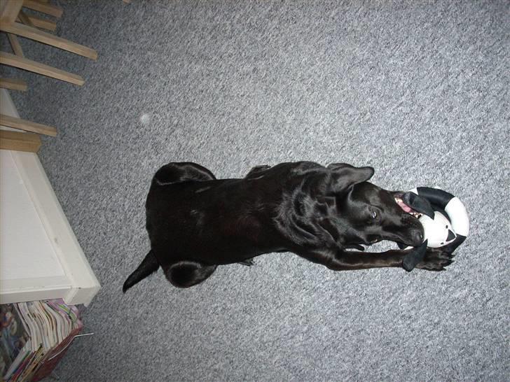 Blanding af racer Mille billede 13