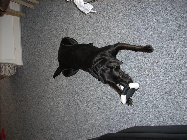 Blanding af racer Mille billede 14