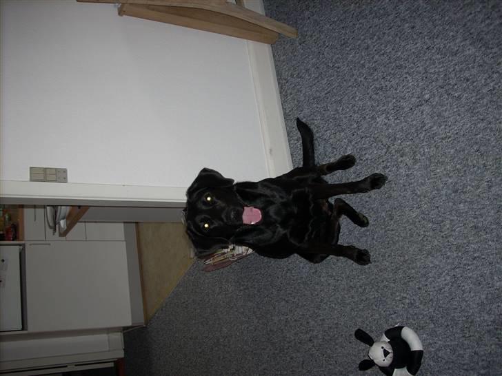 Blanding af racer Mille billede 15