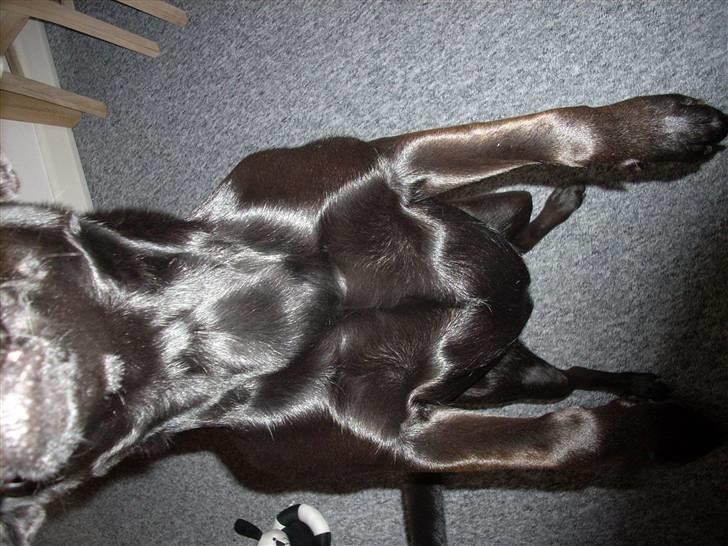 Blanding af racer Mille billede 16