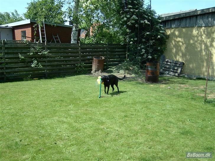 Blanding af racer Mille billede 17