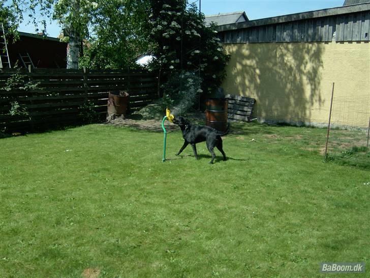 Blanding af racer Mille billede 18