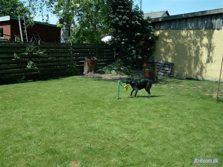 Blanding af racer Mille billede 19