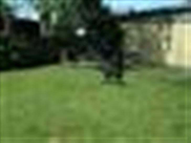 Blanding af racer Mille billede 20