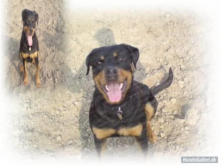 Rottweiler Fie billede 1