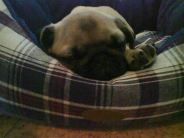 Mops Lucca billede 13