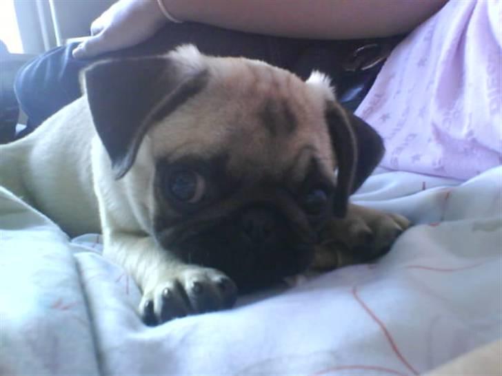 Mops Lucca billede 14