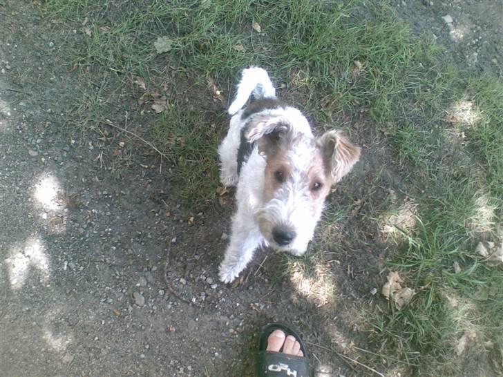 Ruhåret foxterrier El-fri-ba Devils Princess - Her står hun så og kigger op. Bedååååårende? billede 1