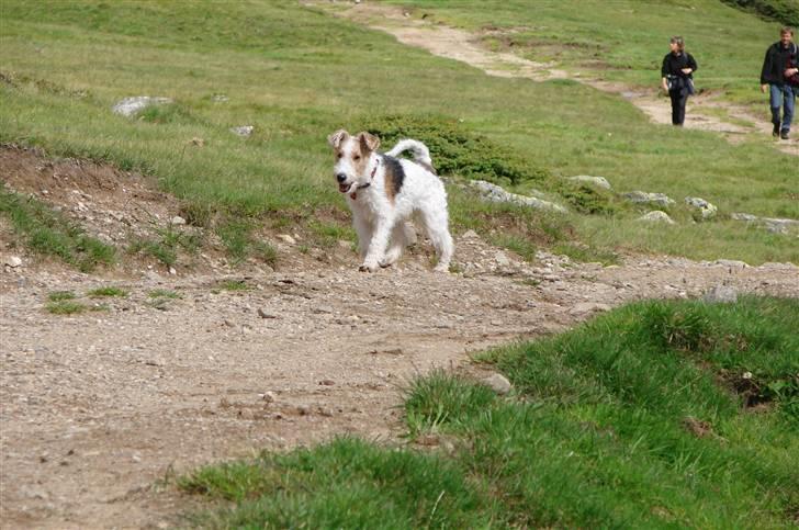 Ruhåret foxterrier El-fri-ba Devils Princess - Abbey på tur i bjergene i Østrig, jeg var dog ikke med :( billede 2