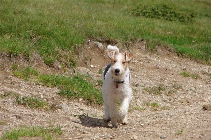 Ruhåret foxterrier El-fri-ba Devils Princess billede 3