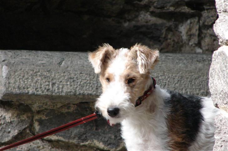 Ruhåret foxterrier El-fri-ba Devils Princess billede 4