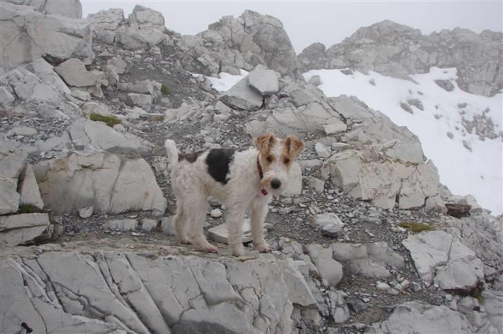 Ruhåret foxterrier El-fri-ba Devils Princess billede 5
