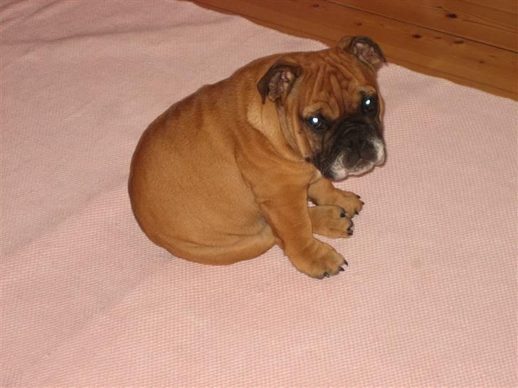 Engelsk bulldog Carlos - Skøøøn..... ik :-) Carlos 16uger gammel billede 1