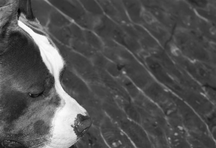 Amerikansk staffordshire terrier Odin alias Hr. Holm - Hey folks!!!! billede 1