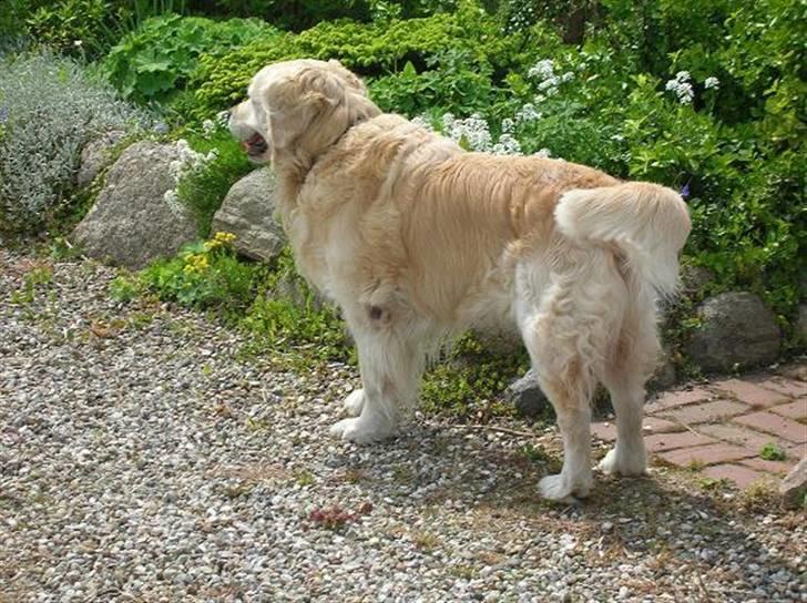 Golden retriever Golden Julius (Bamse) Død billede 1