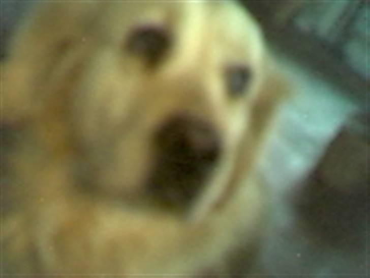 Golden retriever Golden Julius (Bamse) Død - Undskylder kvaliteten, men af logiske grunde, kan jeg jo ikke sætte nye billeder ind. :( billede 2