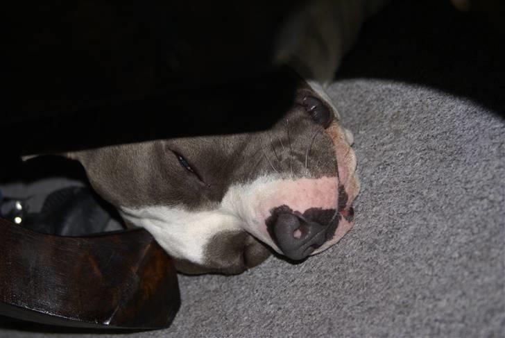 Amerikansk staffordshire terrier Odin alias Hr. Holm - Sover...... billede 2
