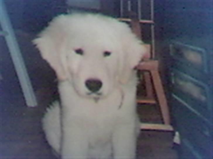 Golden retriever Golden Julius (Bamse) Død - Bamse som hvalp - undskylder kvaliteten, da det er et "normalt" billede, og så taget med et webcam. billede 3