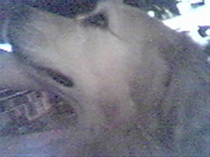 Golden retriever Golden Julius (Bamse) Død - Undskylder kvaliteten, men af logiske grunde, kan jeg jo ikke sætte nye billeder ind. :( billede 4