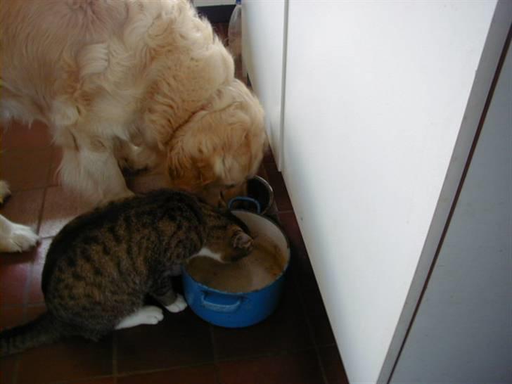 Golden retriever Golden Julius (Bamse) Død - Bamse, og en af mine gamle katte. billede 5