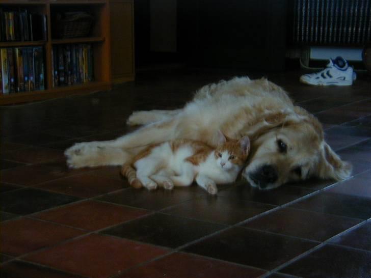 Golden retriever Golden Julius (Bamse) Død - Bamse, og en af mine andre gamle katte. billede 6