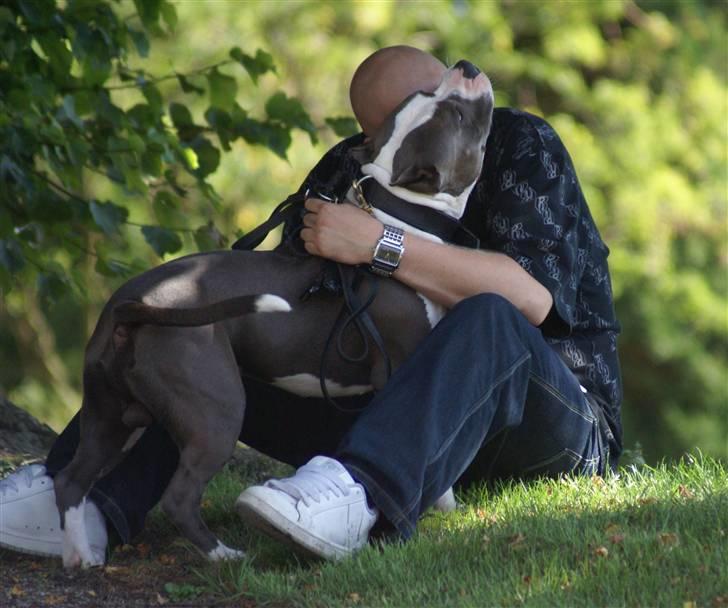 Amerikansk staffordshire terrier Odin alias Hr. Holm - Slås med far ved kirken.... billede 3