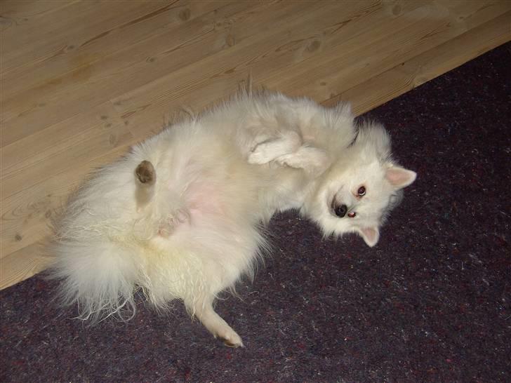 Volpino italiano Chulo - Nus mig på maven Billede: Mig billede 11