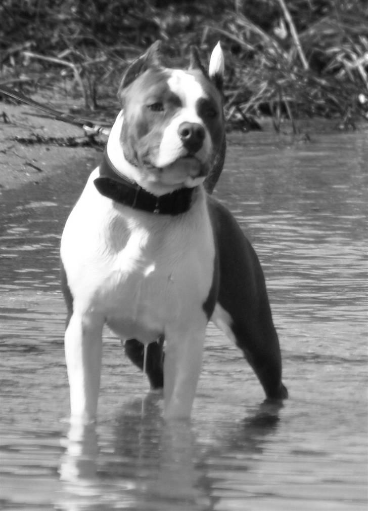 Amerikansk staffordshire terrier Odin alias Hr. Holm - Kan ikke løbe frit idag, mange turister øv billede 4