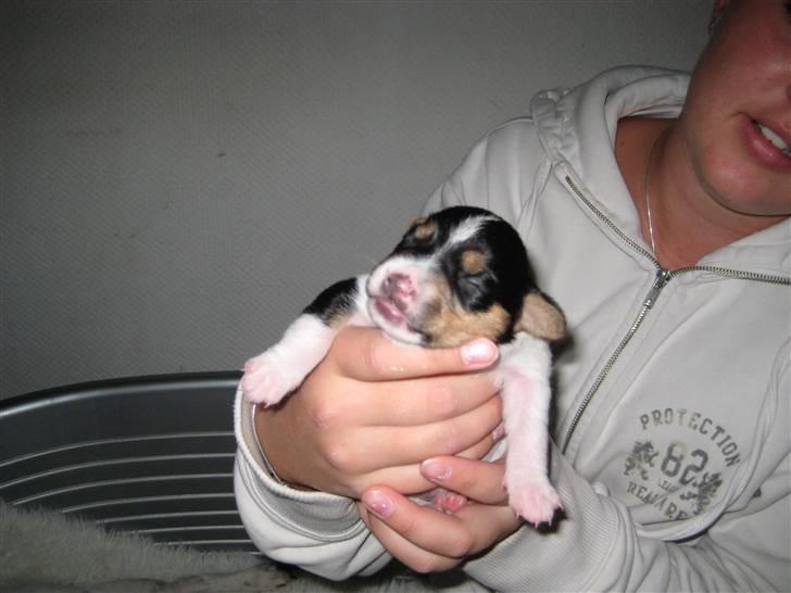 Dansk svensk gaardhund Gaby - En god håndfuld billede 7