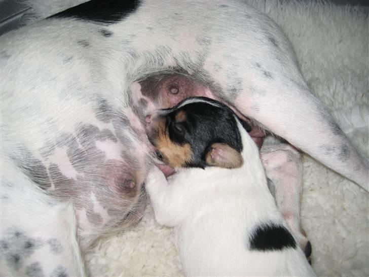 Dansk svensk gaardhund Gaby - Gaby og det hun p.t. er bedst til billede 8
