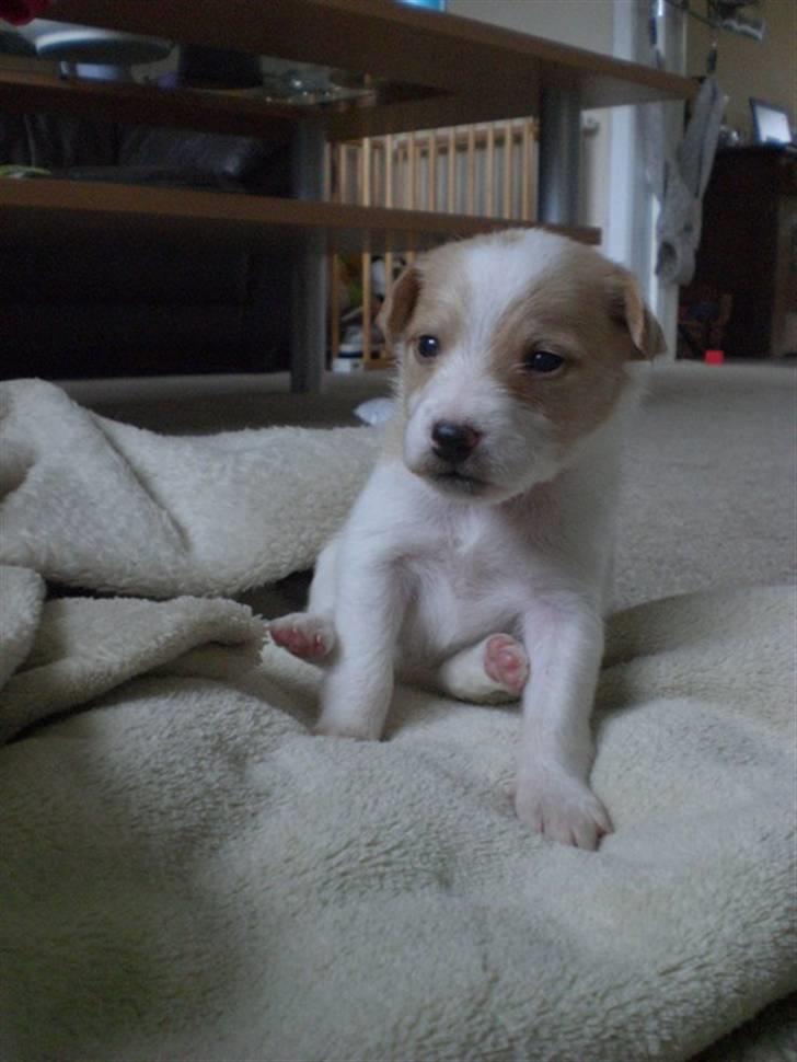 Blanding af racer bella - velkommen til bellas profil billede 1