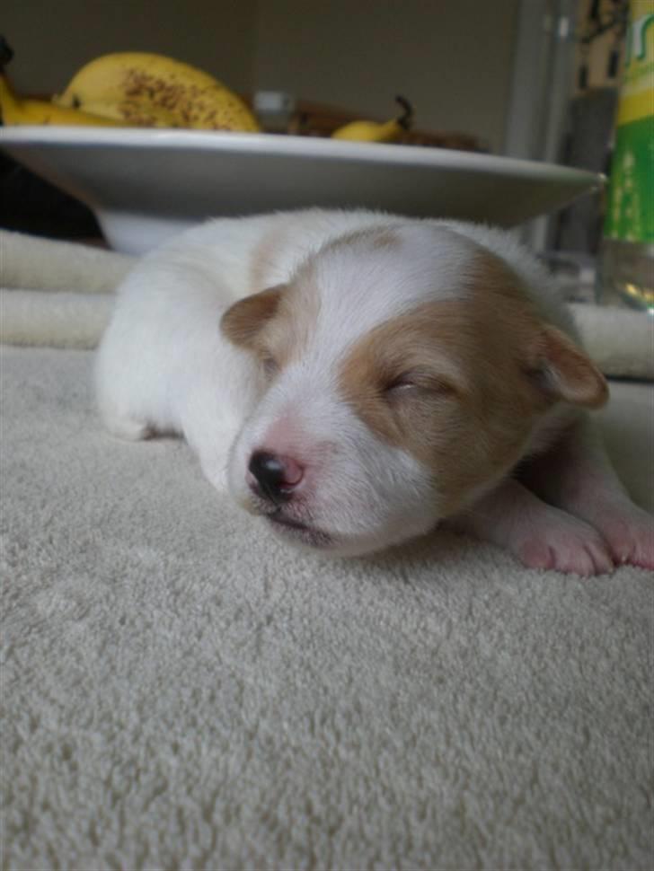 Blanding af racer bella - sødt billede 2