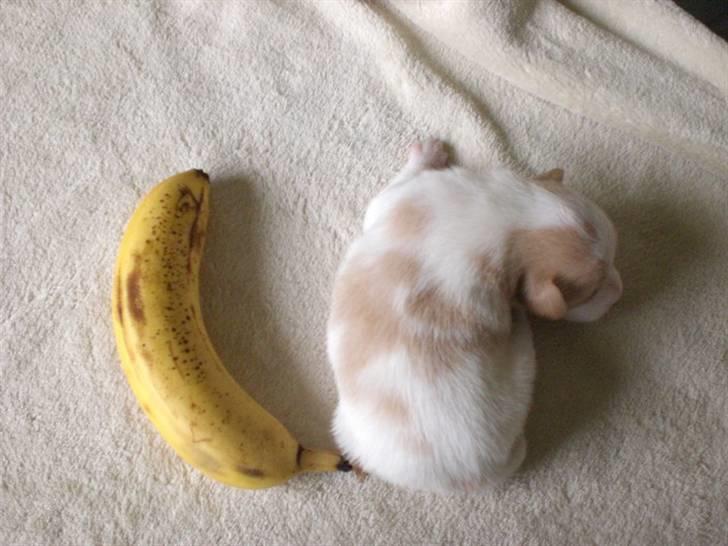 Blanding af racer bella - "yes jeg er lige så stor som en banan" billede 3