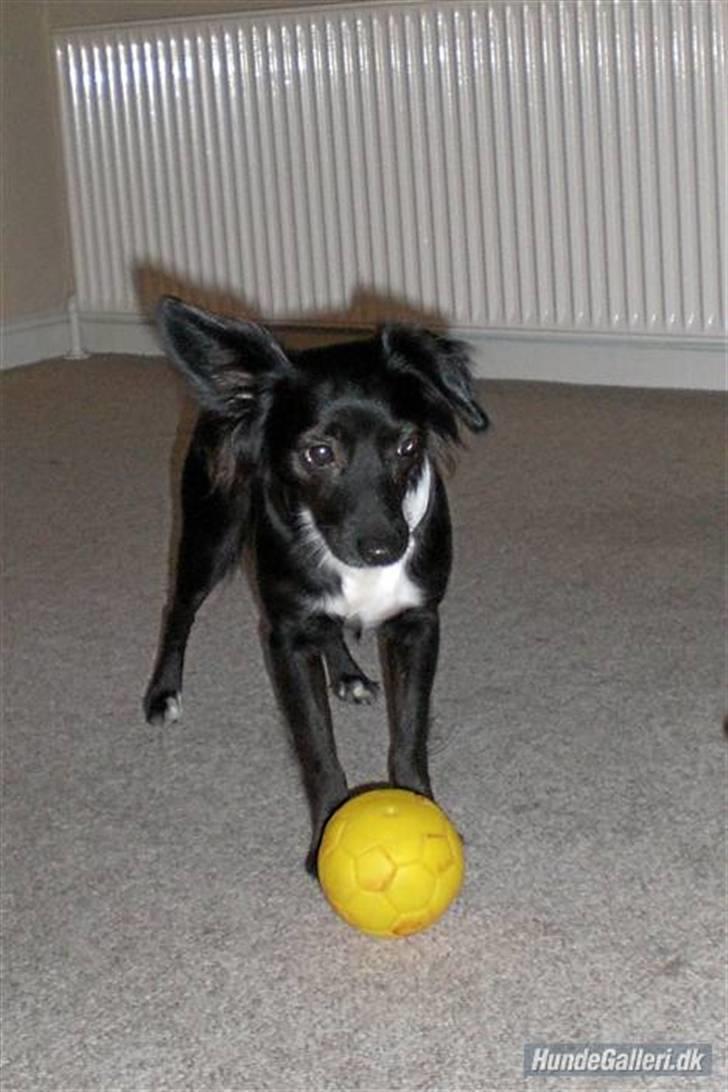 Blanding af racer bella - bellas mor :b billede 4