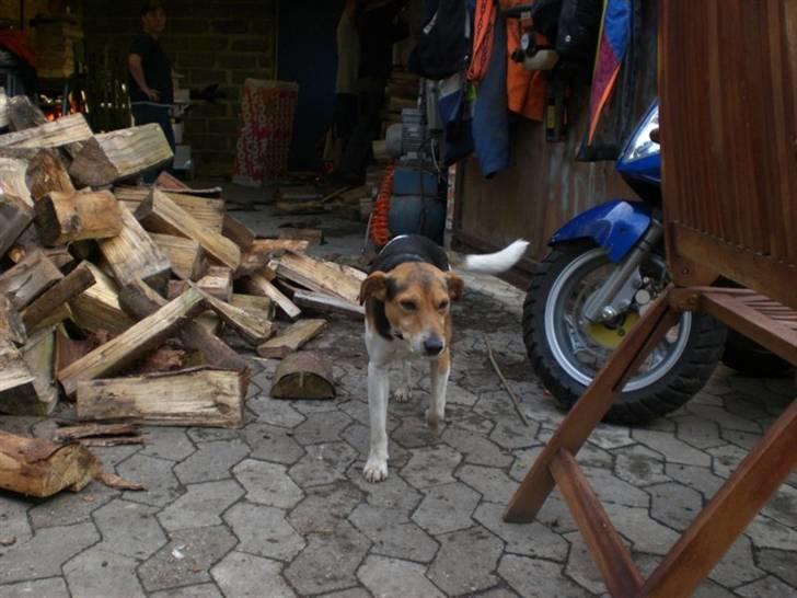 Blanding af racer bella - bellas far :) billede 5