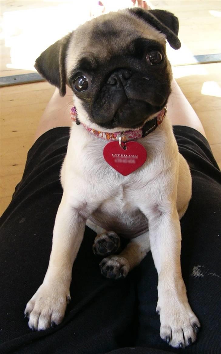 Mops Souvinier's Hilda (Donna) - Sååå smuk.. eller det syntes min familie.. ;) billede 1