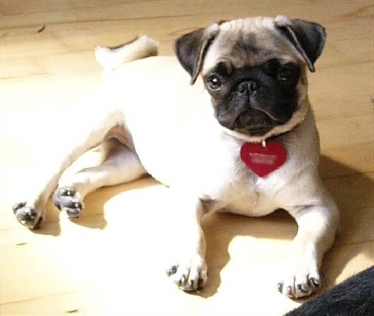 Mops Souvinier's Hilda (Donna) - Slikker sol.. billede 2