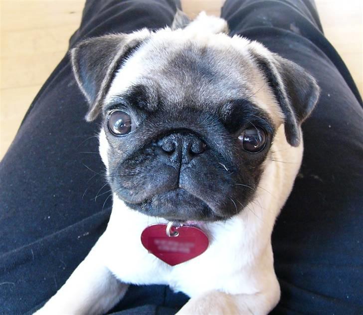 Mops Souvinier's Hilda (Donna) - Elsk mig.. "blink blink".. billede 3