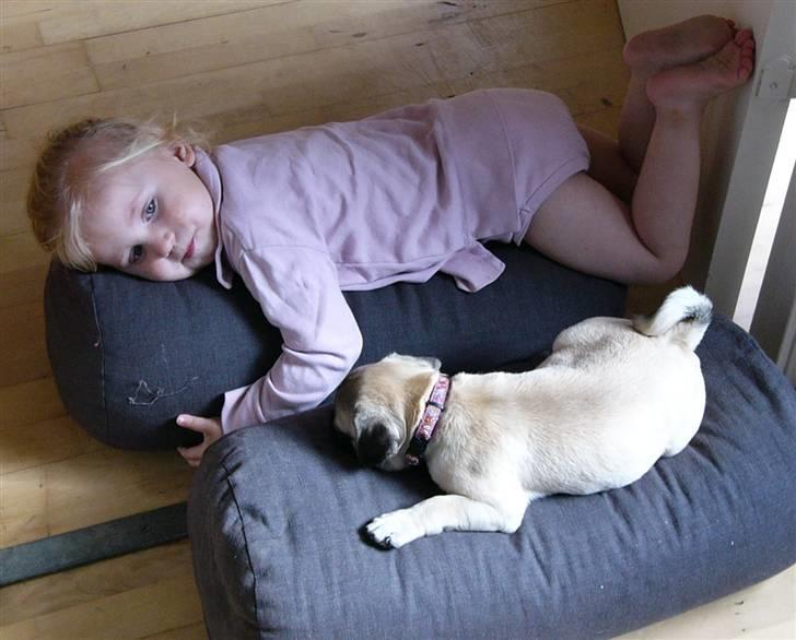 Mops Souvinier's Hilda (Donna) - Aja hygger og prøver at efterligne Donna. billede 4