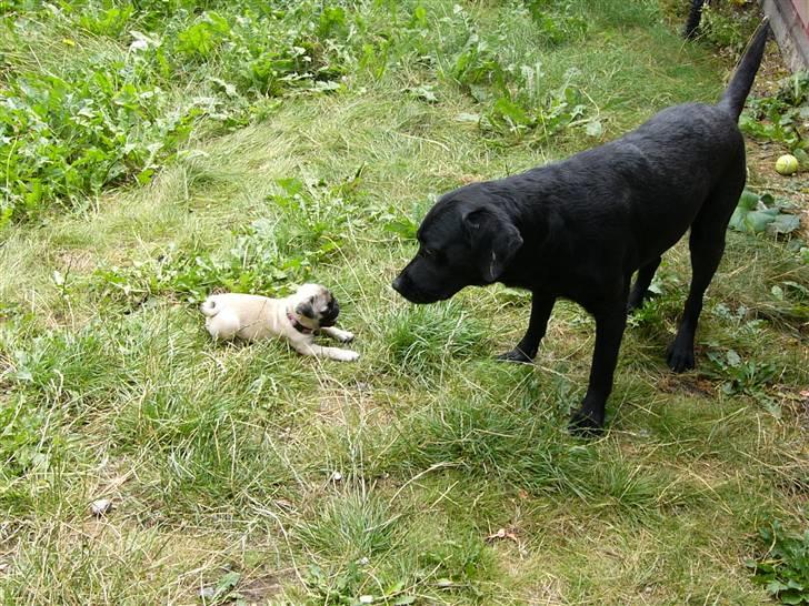 Mops Souvinier's Hilda (Donna) - Lille bitte Donna og store Sussi.. billede 5