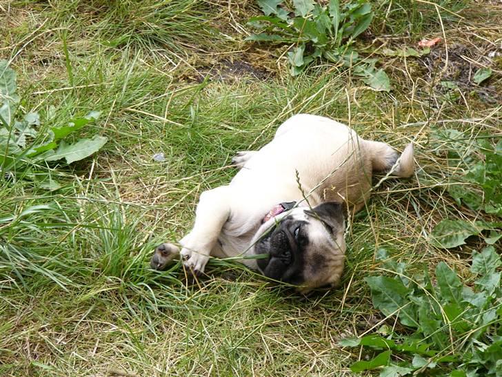 Mops Souvinier's Hilda (Donna) - Græs.. jubii.. min nye ven.. ;) billede 6