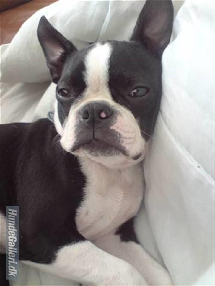 Boston terrier Tim - Tim der putter billede 1