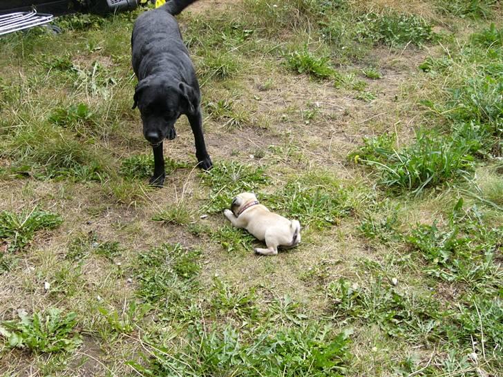 Mops Souvinier's Hilda (Donna) - Ha ha.. lille og vågen.. den passer bare såååå godt.. billede 7