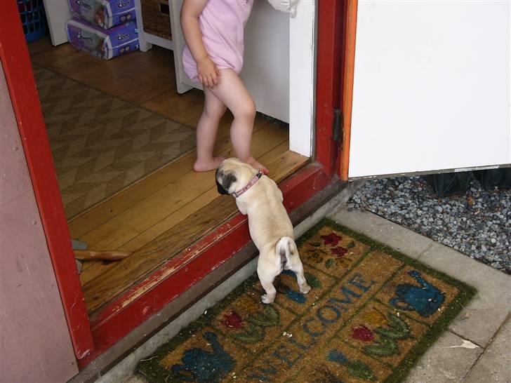 Mops Souvinier's Hilda (Donna) - Når man er så lille...  billede 8