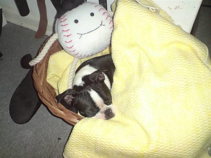 Boston terrier Tim - Første nat hjemme ved os billede 2