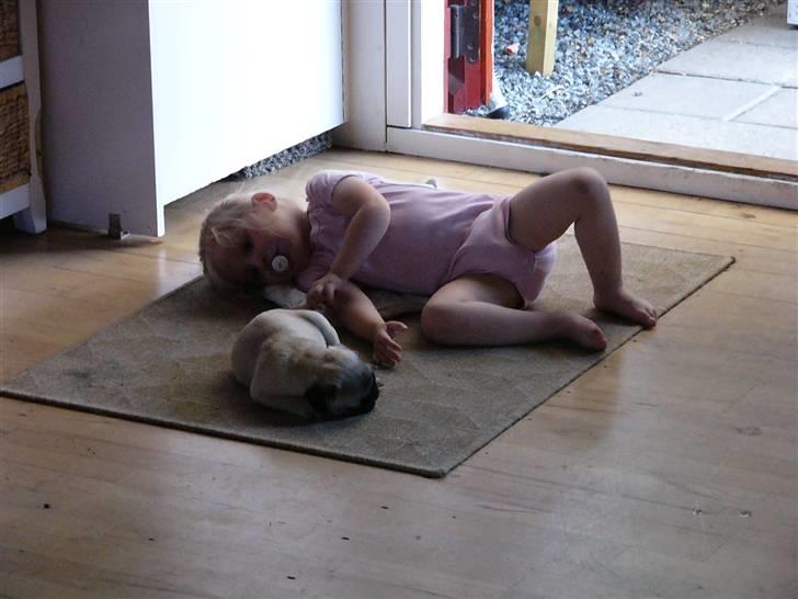 Mops Souvinier's Hilda (Donna) - Aja og Donna hygger - Donna sover vist også.. billede 9